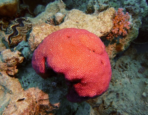 Leptastrea bottae observed 2022-11-27