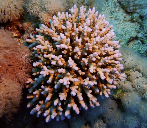 Acropora squarrosa observed 2022-11-27