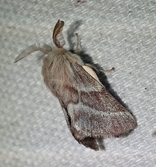 Malacosoma americana