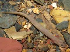 Ouachita Streambed Salamander photo 2
