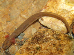 Ouachita Streambed Salamander photo 1
