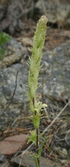 Castilleja pilosa longispica