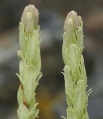 Castilleja pilosa longispica
