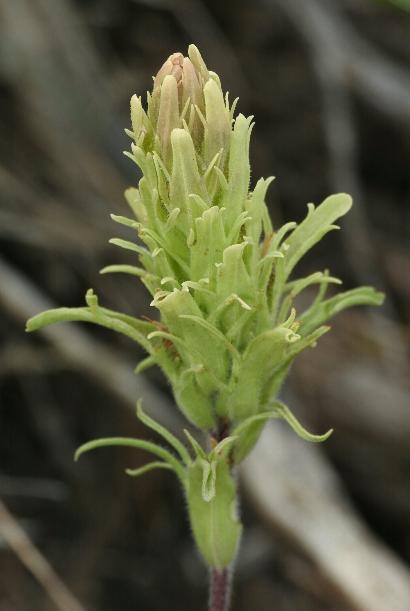 Castilleja pilosa var. longispica