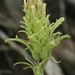 Castilleja pilosa longispica - Photo (c) David Greenberger, some rights reserved (CC BY-NC-ND), uploaded by David Greenberger