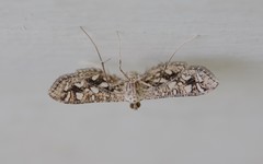 Nausinoe