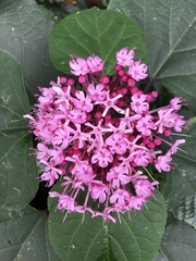 Clerodendrum bungei