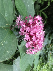 Clerodendrum bungei