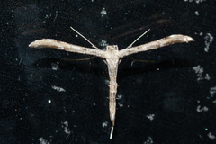 Stenoptilodes