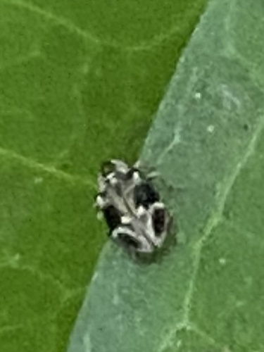 Xylodes griseofasciatus