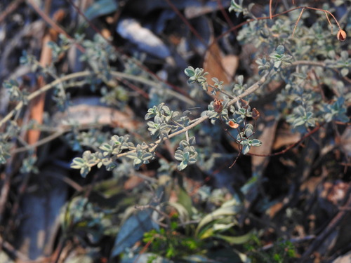 Cistus ocymoides, photograph 5