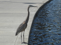 Ardea herodias