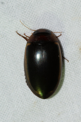 Hydaticus bimarginatus