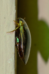 Thermonectus basillaris
