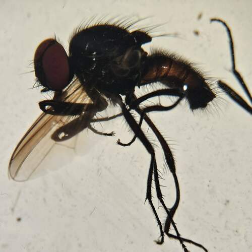 Hydrotaea scambus