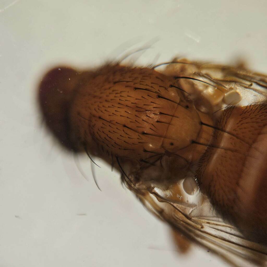 Neoleria lutea