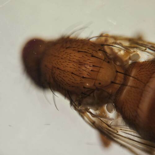 Neoleria lutea