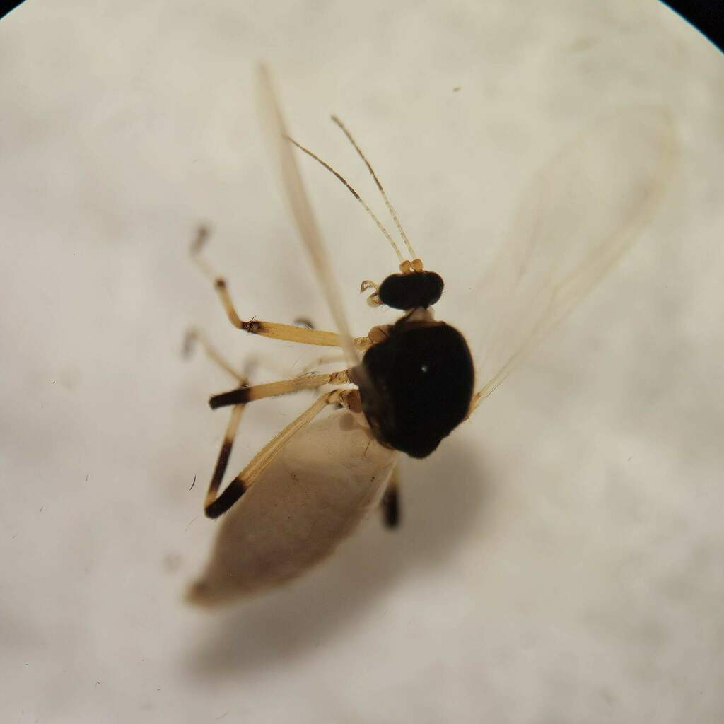 Probezzia seminigra