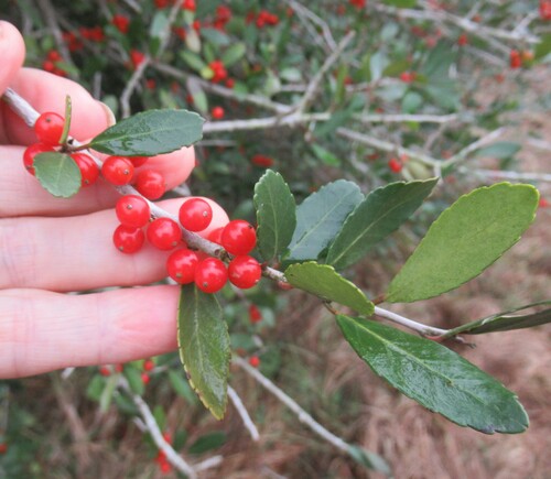Ilex vomitoria