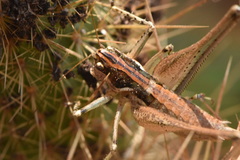 Pterolepis