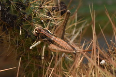 Pterolepis