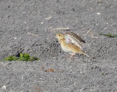 Anthus spragueii