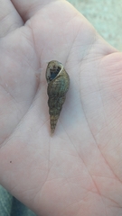 Melanoides tuberculata