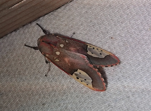 Grote's bertholdia photo 4