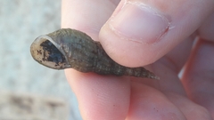 Melanoides tuberculata