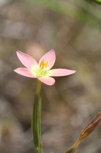 Centaurium bianoris (Centaurium bianoris)
