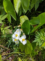 Sagittaria latifolia