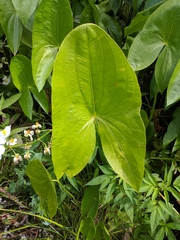 Sagittaria latifolia