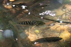 Parachromis friedrichsthalii