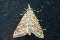 Leptosteges parthenialis
