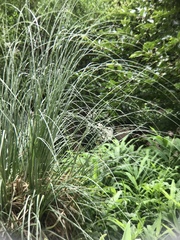 Miscanthus sinensis