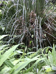 Miscanthus sinensis