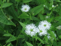 Stellaria radians