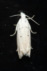 Epiblema separationis