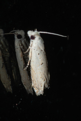 Epiblema separationis