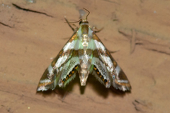 Chrysendeton medicinalis