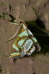 Chrysendeton medicinalis
