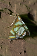 Chrysendeton medicinalis