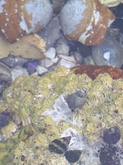 Pagurus hirsutiusculus