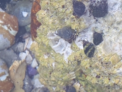 Pagurus hirsutiusculus