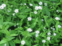 Stellaria radians