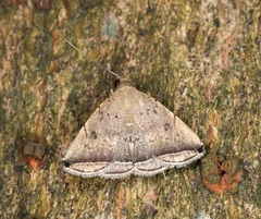 Lysimelia alstoni
