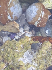 Pagurus hirsutiusculus