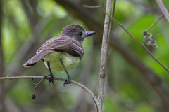 Myiarchus panamensis