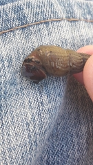 Melanoides tuberculata