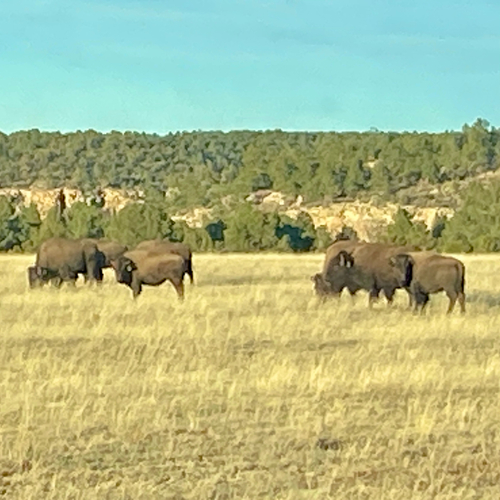 American Bison photographed in New Mexico